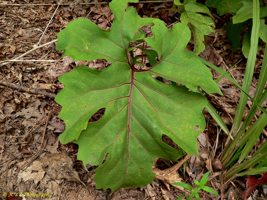 {Silphium compositum}